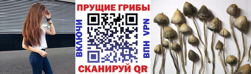 Галлюциногенные грибы GOLDEN TEACHER  дарнет шоп  shop формула  Нестеровская 